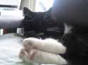 Here is lovely Manx Tux Bastian Here is lovely Manx Tux Bastian