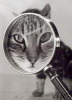 Find a pet sitter...